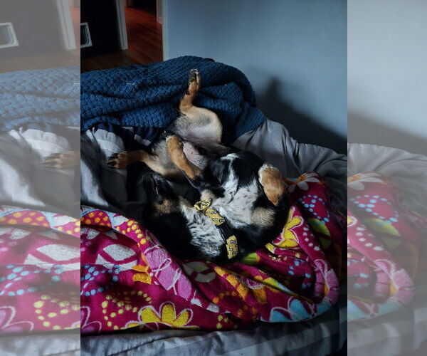 Medium Photo #5 Dachshund-Unknown Mix Puppy For Sale in Denver , CO, USA