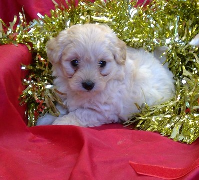Medium Photo #5 Maltese-Poodle (Toy) Mix Puppy For Sale in CONOWINGO, MD, USA