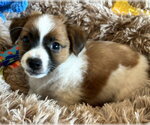 Small #1 Chihuahua Mix