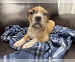 Small Photo #44 American Bully Puppy For Sale in REESEVILLE, WI, USA