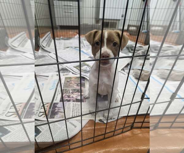 Medium Photo #1 Jack Russell Terrier-Unknown Mix Puppy For Sale in SHERBURNE, NY, USA