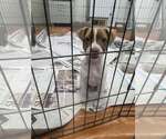 Small Jack Russell Terrier Mix