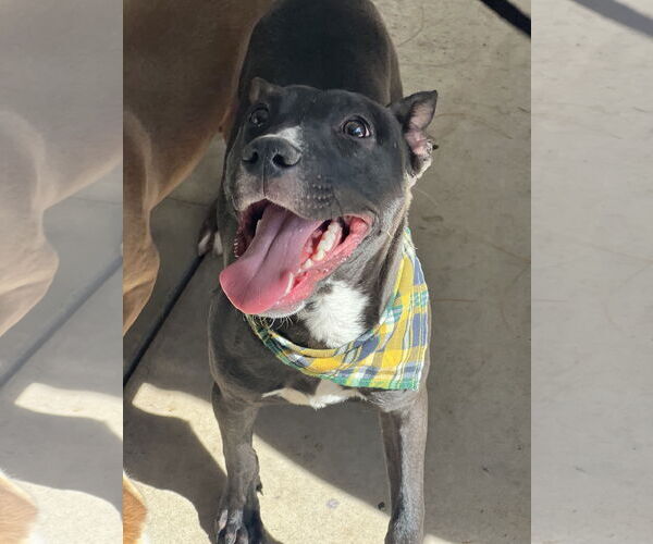 Medium Photo #6 American Pit Bull Terrier-American Staffordshire Terrier Mix Puppy For Sale in Phoenix, AZ, USA