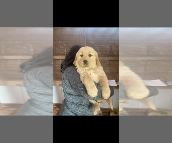 Medium Photo #1 Golden Retriever Puppy For Sale in CRANSTON, RI, USA