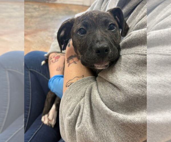 Medium Photo #1 Mutt Puppy For Sale in Bolivar, MO, USA