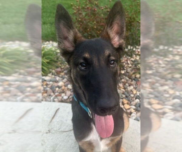 Medium Photo #1 Mutt Puppy For Sale in Kansas City, MO, USA