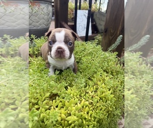 Medium Boston Terrier
