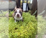 Puppy 2 Boston Terrier