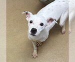 Small #1 Jack Russell Terrier Mix