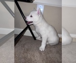 Small Photo #3 Siberian Husky Puppy For Sale in COVINGTON, GA, USA