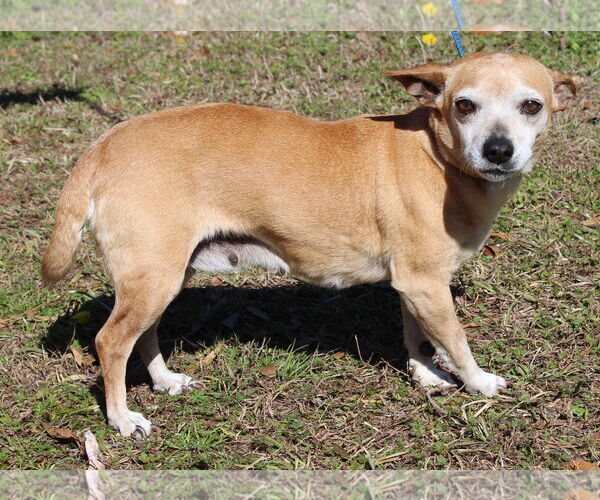 Medium Photo #3 Chihuahua Puppy For Sale in Prattville, AL, USA