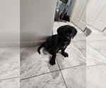Small Photo #1 Mastiff Puppy For Sale in HOLYOKE, MA, USA