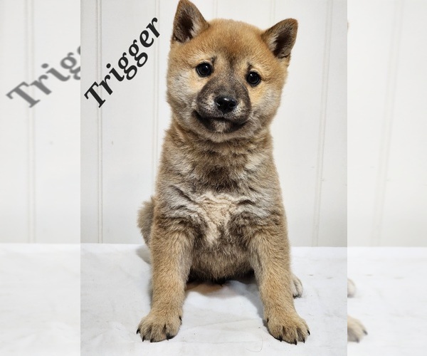 Medium Photo #1 Shiba Inu Puppy For Sale in ORWELL, OH, USA