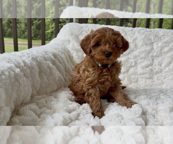 Medium Photo #22 Goldendoodle mix (+ Poodle Miniature) Puppy For Sale in RANDOLPH, WI, USA
