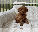 Small Photo #22 Goldendoodle mix (+ Poodle Miniature) Puppy For Sale in RANDOLPH, WI, USA