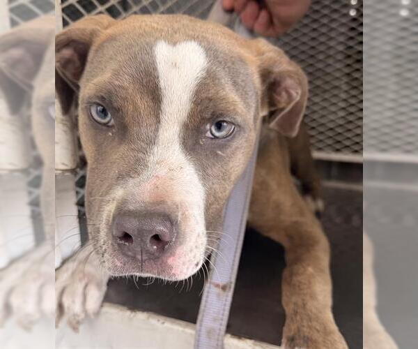 Medium Photo #1 Mutt Puppy For Sale in Bakersfield, CA, USA