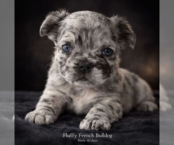 Medium Photo #1 French Bulldog Puppy For Sale in PHOENIX, AZ, USA