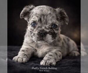 French Bulldog Litter for sale in PHOENIX, AZ, USA