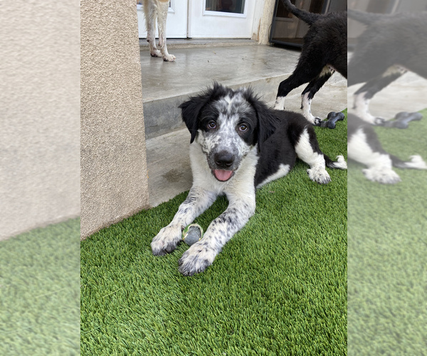 Medium Photo #1 Border Collie-Great Pyrenees Mix Puppy For Sale in BELLFLOWER, CA, USA