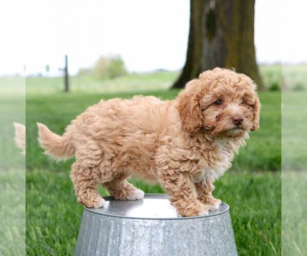 Medium Photo #2 Cavapoo Puppy For Sale in ARTHUR, IL, USA