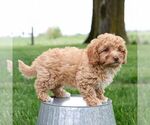 Small #1 Cavapoo