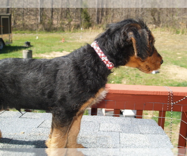 Medium Photo #16 Airedale Terrier Puppy For Sale in CHARLESTOWN, IN, USA