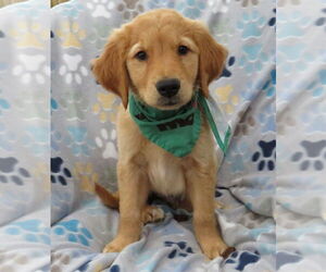 Golden Retriever Dogs for adoption in Grovertown, IN, USA
