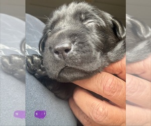 Labrador Retriever Puppy for sale in OSYKA, MS, USA