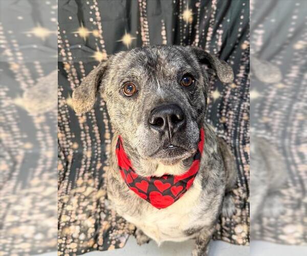 Medium Photo #1 Mutt Puppy For Sale in Tulsa, OK, USA