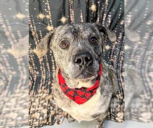 Mutt Dogs for adoption in Tulsa, OK, USA