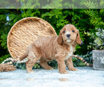 Small #3 Cavapoo