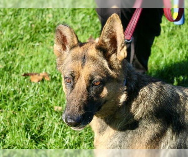 Medium Photo #2 German Shepherd Dog Puppy For Sale in Martinez, CA, USA