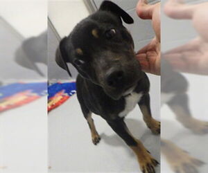 Mutt Dogs for adoption in Augusta, GA, USA