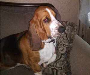 Father of the Basset Hound puppies born on 12/03/2023