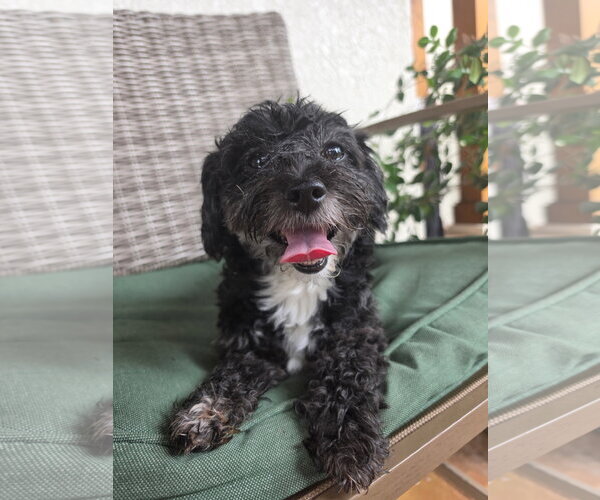 Medium Photo #3 Maltese-Unknown Mix Puppy For Sale in Valrico, FL, USA