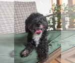 Small #2 Maltese Mix