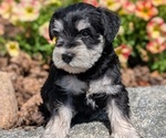 Puppy Mac Schnauzer (Miniature)