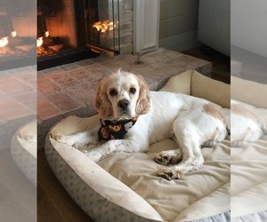 Cocker Spaniel-Labradoodle Mix Dogs for adoption in CANTON, GA, USA