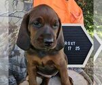 Small #2 Redbone Coonhound