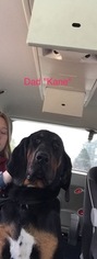 Father of the Bloodhound puppies born on 02/03/2017