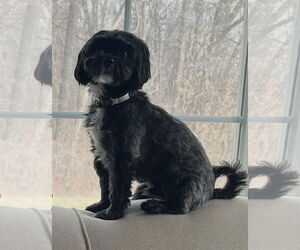 Shih Tzu Dogs for adoption in Parker Ford, PA, USA