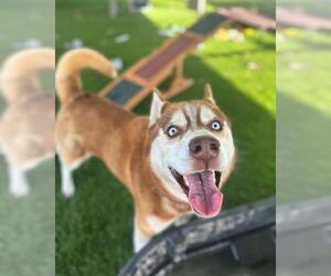 Siberian Husky Dogs for adoption in Chula Vista, CA, USA