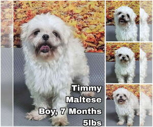 Maltese Dogs for adoption in Seattle, WA, USA
