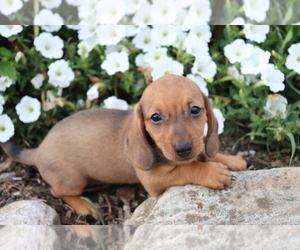 Dachshund Puppy for sale in SHILOH, OH, USA