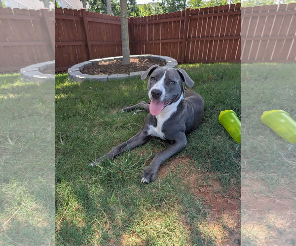 Medium Photo #8 Mutt Puppy For Sale in Greenville, SC, USA