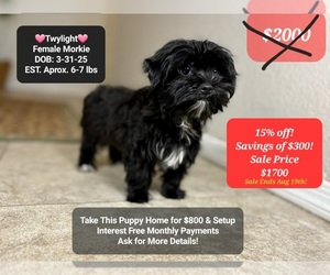 Morkie Puppy for sale in TUCSON, AZ, USA