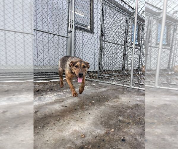 Medium Photo #3 Mutt Puppy For Sale in Calgary, Alberta, Canada