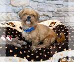 Small #4 Shih Tzu