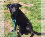 Small #2 Labrador Retriever