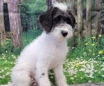 Small Photo #16 Miniature Labradoodle Puppy For Sale in BLAKESBURG, IA, USA